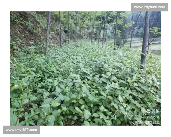 以天然草为核心打造生态健康可持续生活新方式探索发展路径实践方案